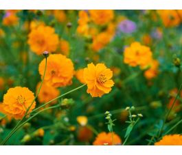 Cosmos sulphureus - Cosmea oranje - BIODYNAMISCH