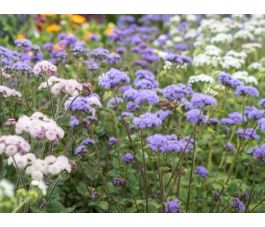 Ageratum houstonianum - Leverbalsem/Mexicaantje - BIODYNAMISCH