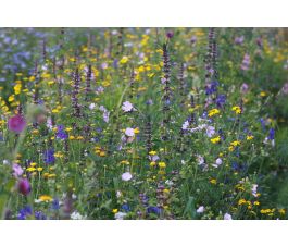 B648 - Bloemenmengeling - Florido - BIO