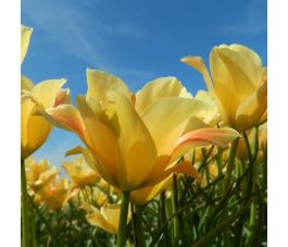 Botanische Tulp - Tulipa batalinii 'Bronze Charm' - 10 bollen - BIO