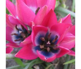 Botanische Tulp - Tulipa humilis - Little Beauty - 10 bollen - BIO
