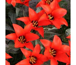 Tulp - Pedro - 10 bollen - BIO