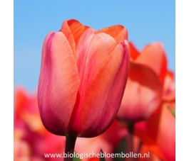 Tulp - Apricot Impression - 10 bollen - BIO
