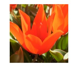 Botanische tulp - Tulipa praestans - Zwanenburg - 10 bollen - BIO