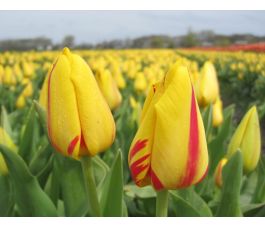 Tulp - Freedom Flame - 10 bollen - BIO