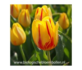 Tulp - Freedom Flame - 10 bollen - BIO