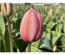 Tulp - Design Impression - 10 bollen - BIO