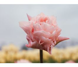 Tulp - Dreamer - 10 bollen - BIO