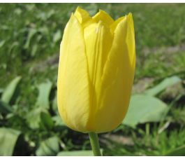 Tulp - Muscadet - 10 bollen - BIO