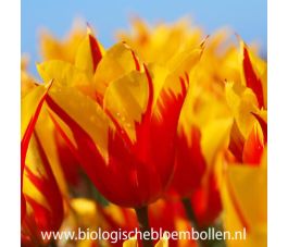 Tulp - Fire Wings - 10 bollen - BIO