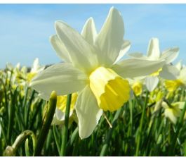 Narcis - Sailboat - 10 bollen - BIO