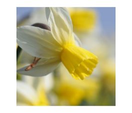 Narcis - Sailboat - 10 bollen - BIO