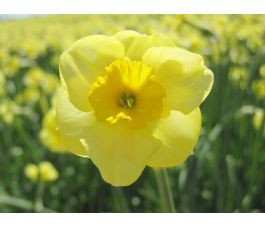 Narcis - Sundisc - 10 bollen - BIO