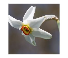 Narcis - Recurvus - 10 bollen - BIO