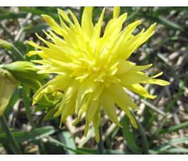 Narcis - Rip van Winkle - 10 bollen - BIO