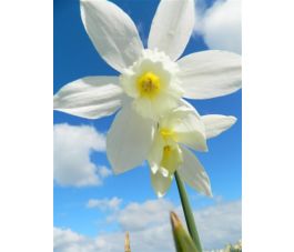 Narcis - Thalia - 10 bollen - BIO