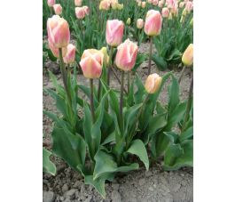 Tulp - Siesta - 10 bollen - BIO