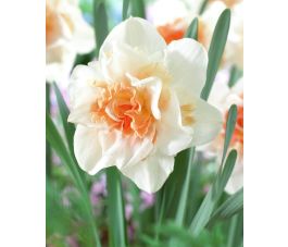 Narcis - Replete - 10 bollen- BIO