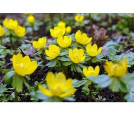 Eranthis Cilicica - Winteraconietje - 10 bollen - BIO