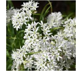 Sierui - Allium cowanii - 10 bollen - BIO