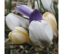 Boerenkrokus - Mix van kleuren - 10 bollen - BIO