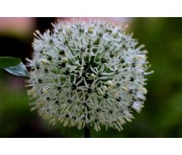 Trommelstokjes - Allium ameloprasum - Ping Pong - 10 bollen - BIO