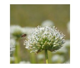 Allium stiptatum - Sierui 'Mount Everest' - 5 bollen - BIO