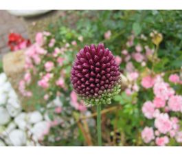 Trommelstokjes - Allium spaerocephalon - 10 bollen - BIO