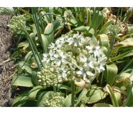 Zwarte look - Allium nigrum - 5 bollen - BIO