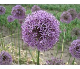 Allium - Gladiator - 3 bollen - BIO