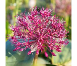 Allium karataviense 'Red Giant Star' - 5 bollen - BIO
