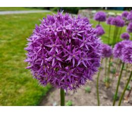 Allium - Sterrenlook - Violet Beauty - 5 bollen - BIO
