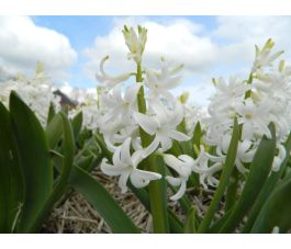 Hyacinth - White Pearl - 3 bollen - BIO