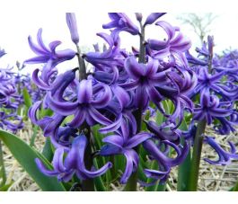 Hyacinth - Blue Pearl - 3 bollen - BIO