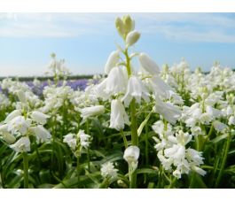 Hyacinthoides hispanica - Witte boshyacint - 10 bollen - BIO