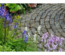 Hyacinthoides hispanica - Boshyacinth - kleurenmix blauw-roze-wit - 25 bollen - BIO