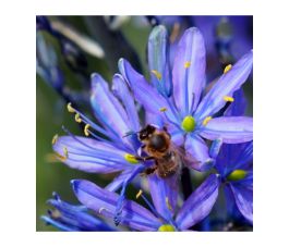 Camassia leichtlinii 'Caerulea' - Prairielelie - 3 bollen  - BIO