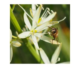 Camassia leichtlinii 'Sacajawea' - 3 bollen - BIO
