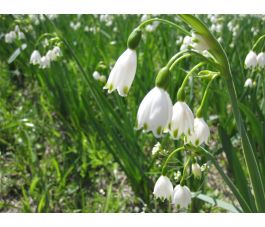 Leucojum aestivum 'Gravetye Giant' - Zomerklokje - 3 bollen - BIO
