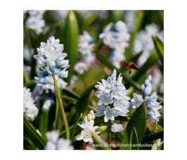 Puschkinia scilloides var. libanotica - Safierhyacinth - 10 bollen - BIO