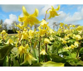 Erythronium - Pagoda - Hondstandlelie - 3 bollen - BIO