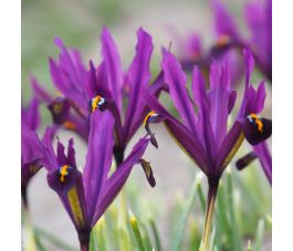 Iris reticulata 'J.S.Dijt' - 10 bollen - BIO