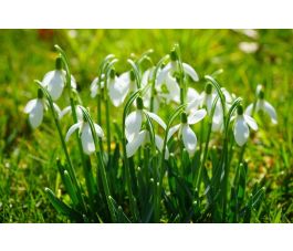 Sneeuwklokje - Galanthus elwesii 'Polar Bear' - 5 bollen - BIO