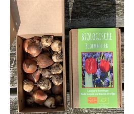 Louise lievelings - rode tulpen en blauwe druifjes - 30 bollen - BIO