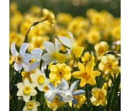 Vrolijke narcissenmix - 25 bollen - BIO