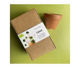 Kweek je eigen geluk - All-in setje geluksklaver - Oxalis 'Iron Cross' - 5 bollen