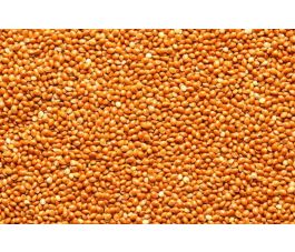 Bruine gierst 500g - BIO