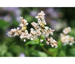 Franse boekweit - Fagopyrum tataricum - 20kg - BIO