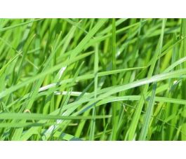 Engels Raaigras - Lolium perenne - Astonhockey - 25kg