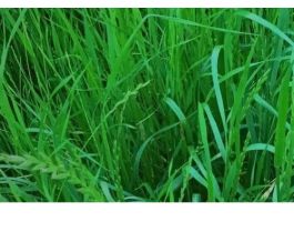 Italiaans raaigras - Lolium multiflorum - Fabio - 20kg - BIO